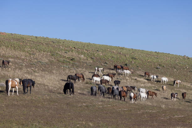 istock Wild Horses in the Desert in Utah 1397217127
