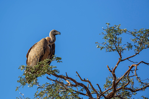 White backed Vulture isolated in blue sky in Kgalagadi transfrontier park, South Africa ; Specie Gyps africanus family of Accipitridae
