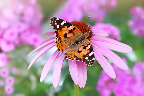 Macro of painted lady butterfly with wings up on pink coneflower, another name is Red Admiral, Latin name is vanessa cardui in garden. Purple Echinacea and phlox