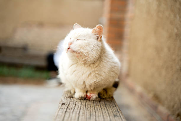 istock Injured bleeding cat resting on chair 1397218251