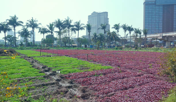 Agricultural fields of Amaranthus dubius (red spinach) and other green vegetables, being cultivated at Dhapa ground in East Kolkata, a landfill site where 'garbage farming' is encouraged. More than 40% of green vegetable in Kolkata comes these agricultural fields.