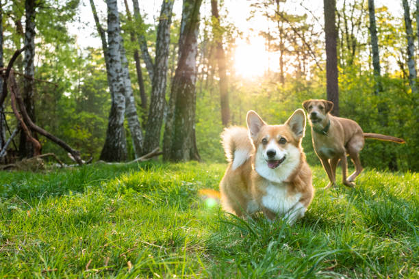 istock two dogs are playing in park 1397218445