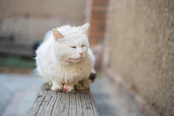 istock Injured bleeding cat resting on chair 1397218486