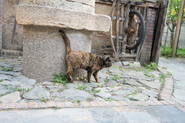 istock farmyard cat tortoiseshell cat 1397219067