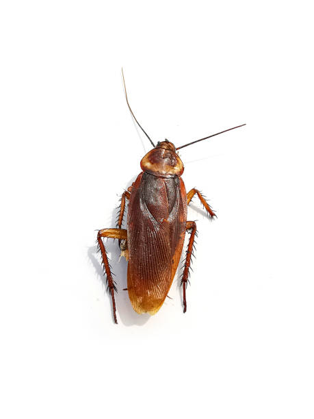 istock Dead cockroaches on white background 1397219171