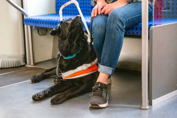 istock Assistance dog accompanies a blind woman on a train 1397219358