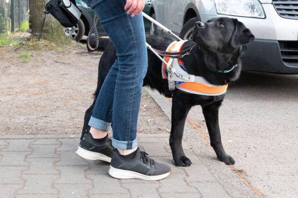 pies asystujący zatrzymuje niewidomą kobietę przy krawężniku ulicy - blind trust zdjęcia i obrazy z banku zdjęć