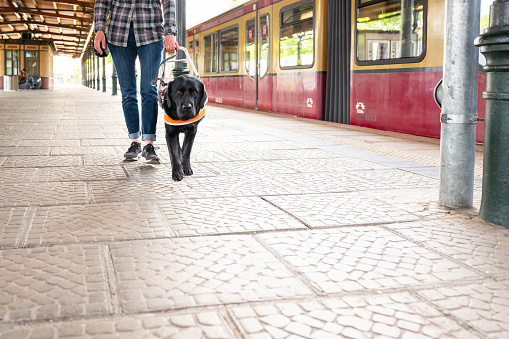 seeing eye dog leads a blind woman on the railway sation