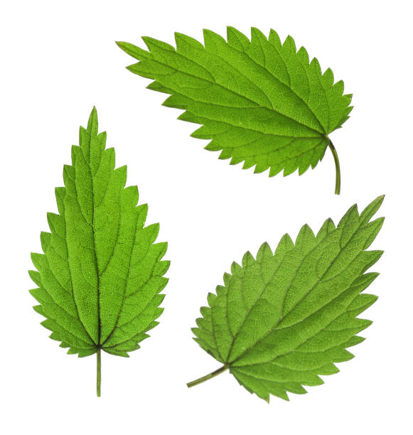 istock Fresh stinging nettle leaves on white background, collage 1397219680