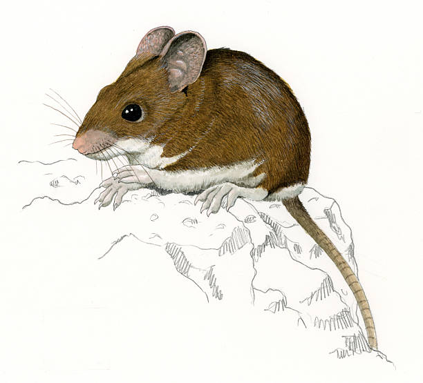 190+ Field Mouse Stock Illustrations, Royalty-Free Vector Graphics