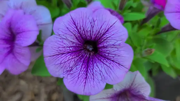 Petunia integrifolia (the violet petunia or violetflower petunia)