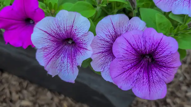 Petunia integrifolia (the violet petunia or violetflower petunia)