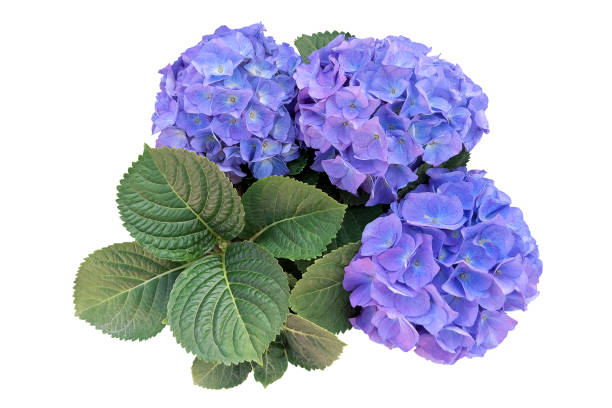 flores de hortensia azul púrpura con ramo de hojas verdes aislado sobre fondo blanco, camino de recorte incluido. - hortensia fotografías e imágenes de stock