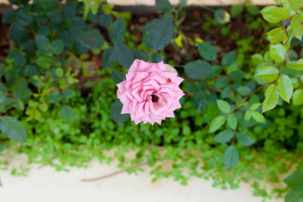 Pink rose blooming in sunny garden
