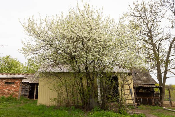 istock metal garage under a flowering tree Architecture, real estate. 1397221921
