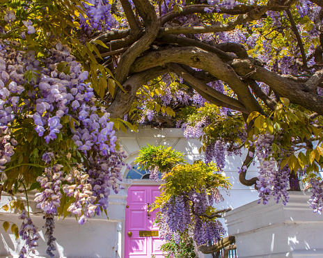 Beautiful Wisteria growing around the exterior of a house in Kensington, London, UK.