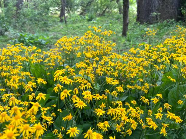 istock Golden Ragwort in the Woods 1397223178