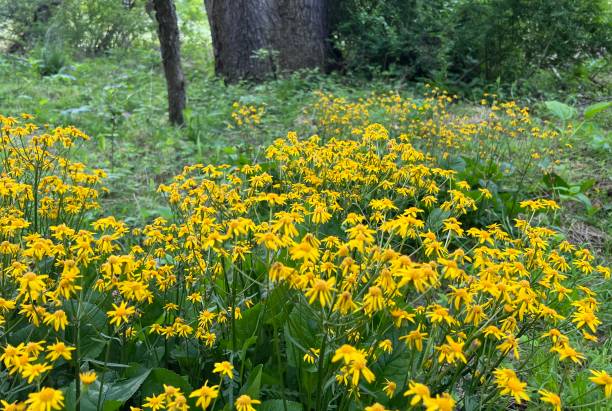 istock Golden Ragwort in the Woods 1397223181