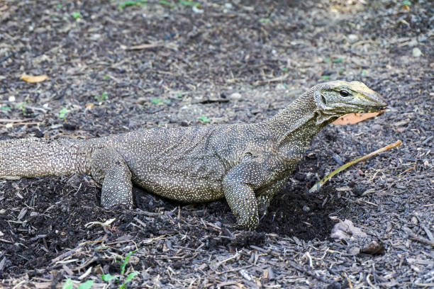 istock Malayan water monitor lizard (Varanus salvator) 1397224119