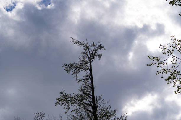 Cloudy sky above a line of trees. The sky is a uniform dark gray color, suggesting that it may be raining or overcast. The trees are green and appear to be tall and dense.