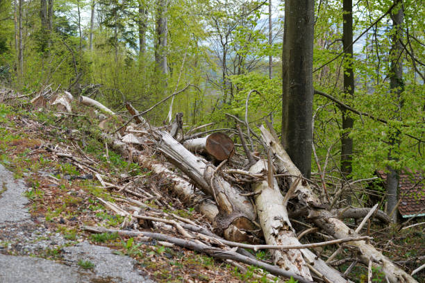 istock Landscape shot of a Bavarian 1397224318