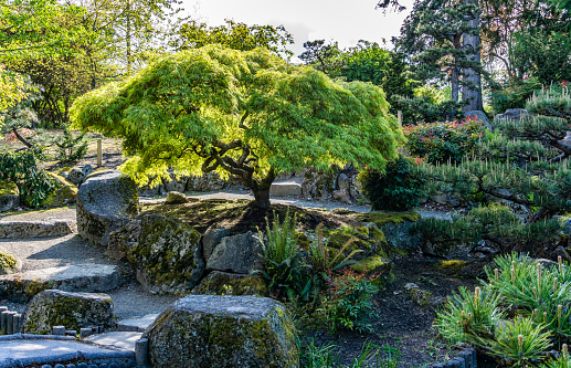 Light shines through a Japanese Maple tree at a garden in Seatac, Washington.