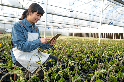 Female gardener working with tablet in nursery