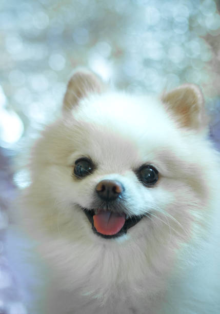 pomeranian white smile cute puppy