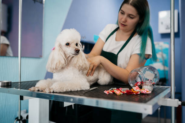 istock Female groomer haircut 1397230137