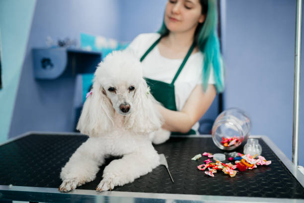 40+ Dog Grooming Mirror Pet Grooming Salon Stock Photos, Pictures &  Royalty-Free Images - iStock