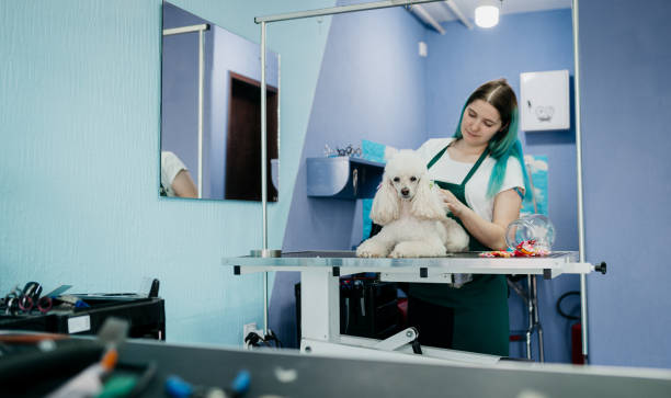 istock Female groomer haircut 1397230168