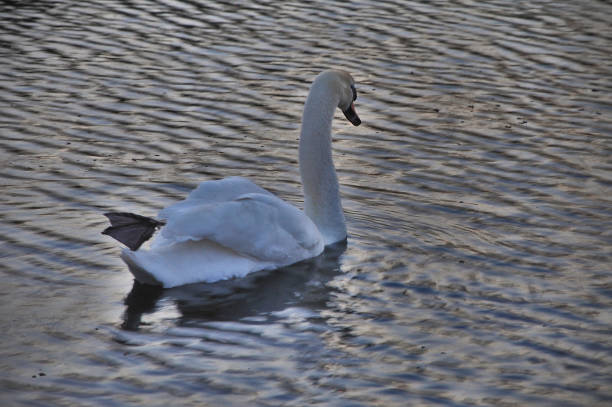 istock White swan swimming by sunset in wavy water 1397230311