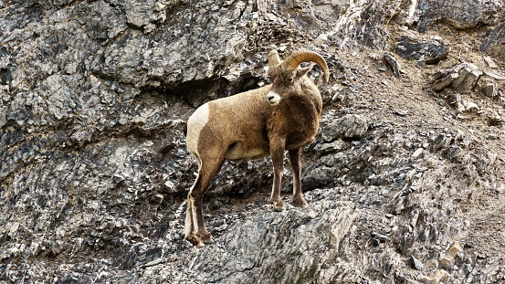 A bighorn sheep on a steep cliff in the mountains of Jasper, AB, Canada