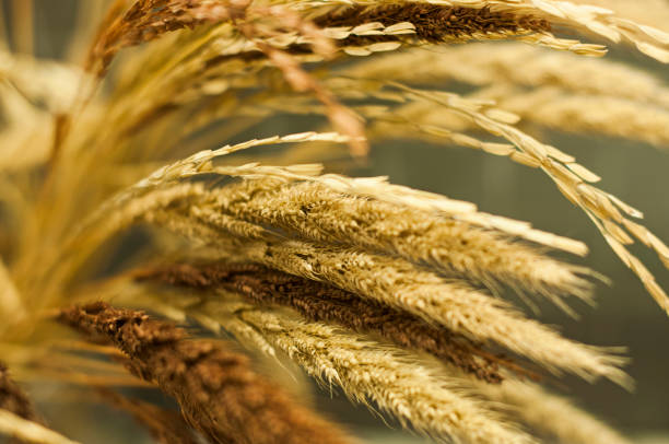 istock Golden yellow rice paddy on black background 1397231103