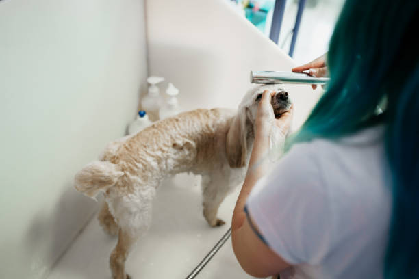 istock Dog taking a shower in a pet grooming salon 1397231136