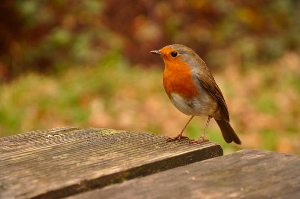 istock European robin standing on a wooden garden table 1397231247