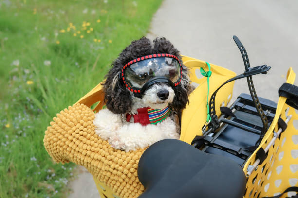 istock Dog in bike basket with goggles while looking at camera. 1397231762