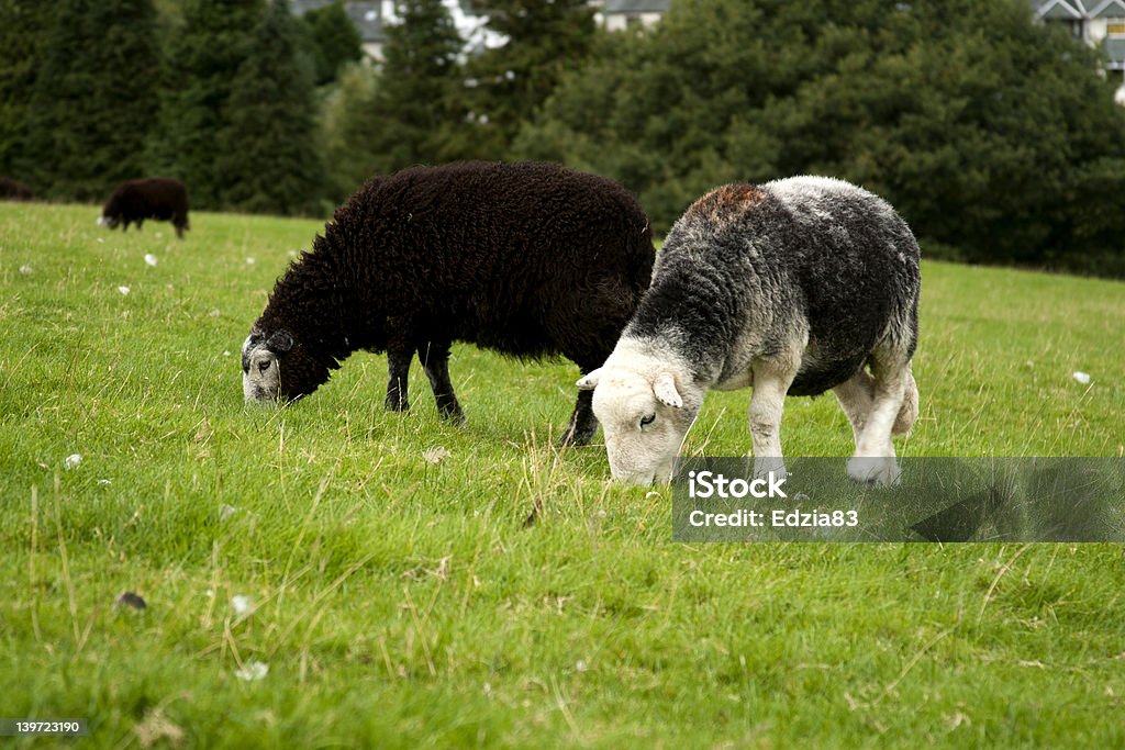 Grazing sheep clouse up grazing sheep at Cumbria UK Masham Sheep Stock Photo