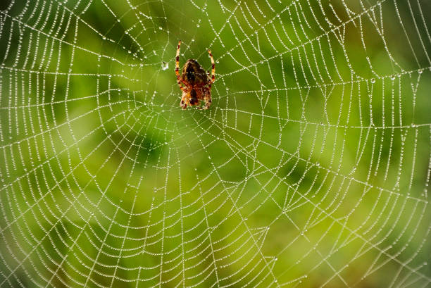 istock Cobweb or spiderweb with spider and natural morning rain pattern. Bright green background 1397232300