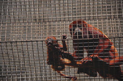 Mother and baby red howler (Alouatta seniculus) looking down from there cage in Zoo Cologne (Kölner Zoo)