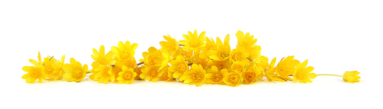 Spring flowers,  Ficaria verna isolated on white background.