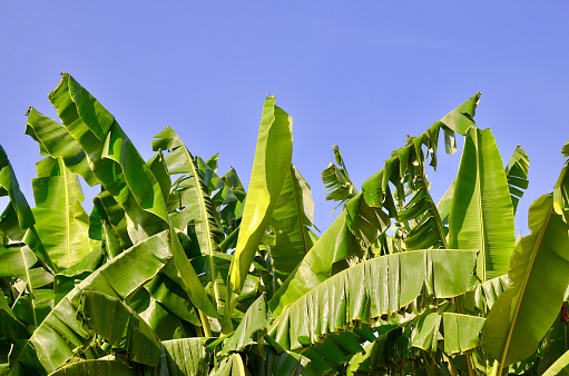 Banana Plant Leaves / Fronds in the wind with a backdrop of cloudless blue sky in Cuba.