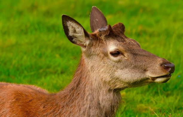 istock Adult Red Deer 1397232774