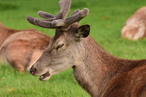 istock Adult Red Deer 1397232787