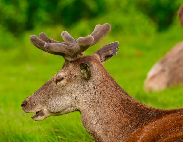 istock Adult Red Deer 1397232800