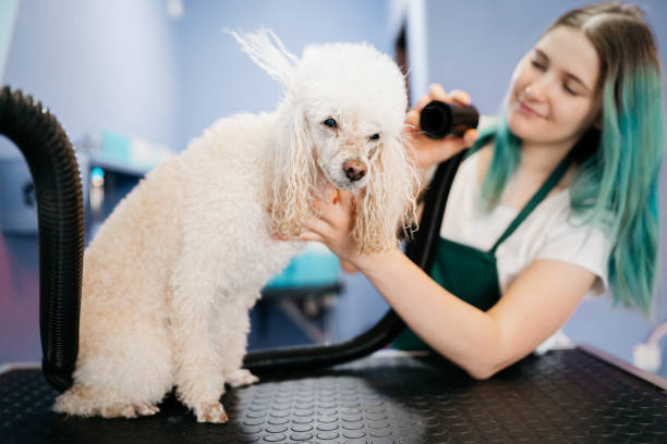 istock Woman using the hair dry drying wet dog 1397232831