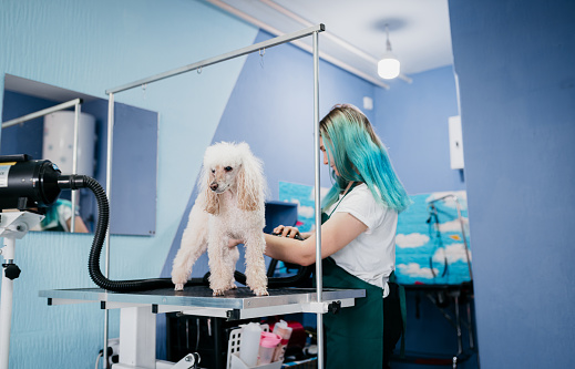 Drying dog in the grooming salon