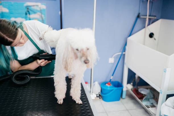 istock Drying dog in the grooming salon 1397232975