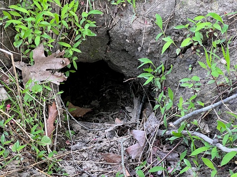 Animal hole in the ground