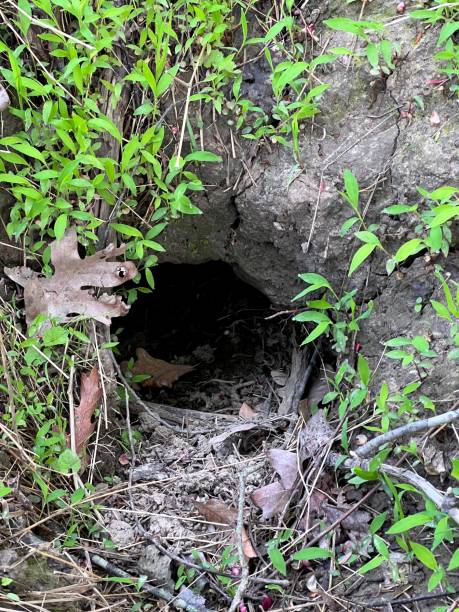 istock Hole in the Ground Animal Habitat 1397234507